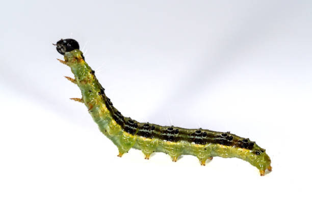 istock Catarpillar of Box tree moth (Cydalima perspectalis) on white background 1765870891