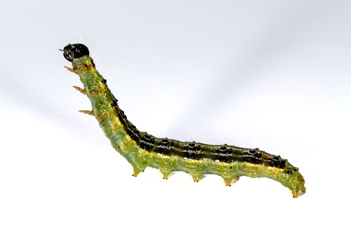 larva performance yoga