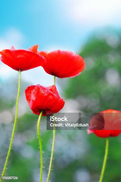 Photo libre de droit de Journée Dété Dans La Prairie De Coquelicots Pleine Fleur banque d'images et plus d'images libres de droit de Agriculture