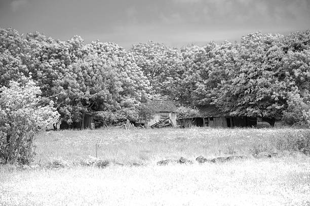 istock Old abandoned house hidden by trees 176587169