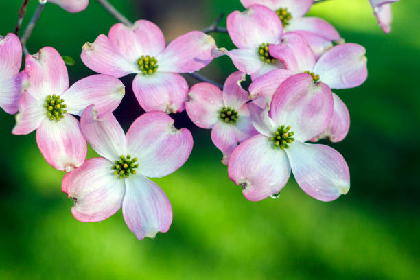 Delicate Pink Dogwood Blossoms with Dew Drops Close-up image of ephemeral pink dogwood blossoms with vibrant green blurred background. pink flowering dogwood stock pictures, royalty-free photos & images