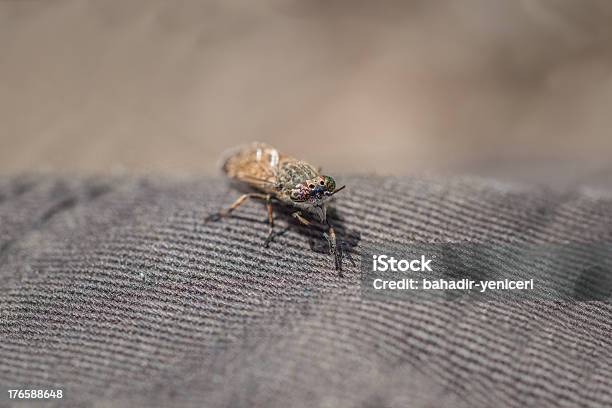 Horsefly Foto de stock y más banco de imágenes de Aire libre - Aire libre, Ala de animal, Animal