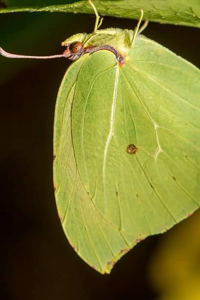 istock Gonepteryx cleopatra  butterfly insect 176588883