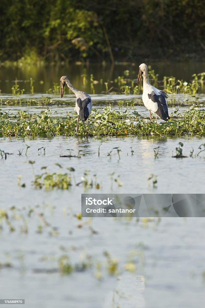 Cigüeña de pico abierto hindú lactancia en el estanque - Foto de stock de A ver pájaros libre de derechos