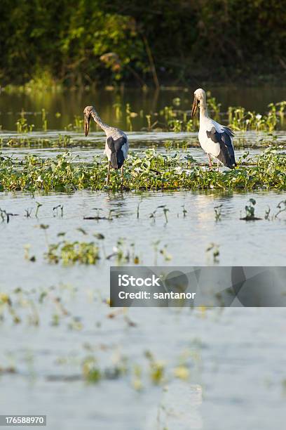 Cigüeña De Pico Abierto Hindú Lactancia En El Estanque Foto de stock y más banco de imágenes de A ver pájaros