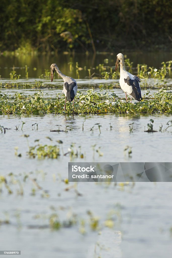 Anastomus Oscitans alimentação no lago - Royalty-free Animal Foto de stock
