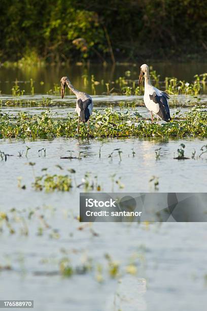 Anastomus Oscitans Alimentação No Lago - Fotografias de stock e mais imagens de Animal - Animal, Animal selvagem, Ao Ar Livre