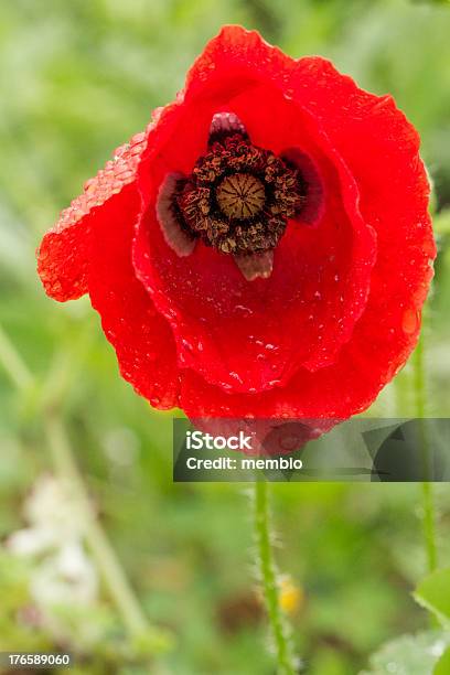 Papoila Vermelha Flor - Fotografias de stock e mais imagens de Algarve - Algarve, Cabeça de Flor, Coquelicot