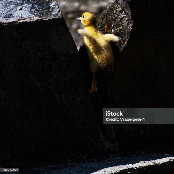 Patinho - Fotografias de stock e mais imagens de Amarelo - Amarelo, Animal, Ao Ar Livre