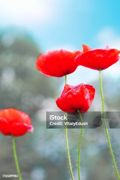 여름 일 메도 가득 꽃 Poppies 0명에 대한 스톡 사진 및 기타 이미지 - 0명, 경관, 경외감