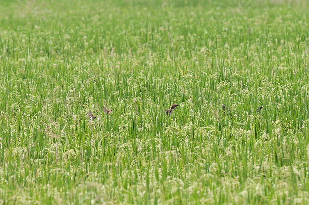 Small Birds stock photo