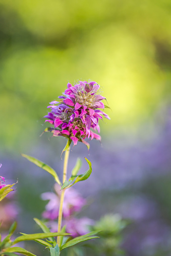 Beautiful tall stem horsemint purple flower in open green field prairie late spring, early summer