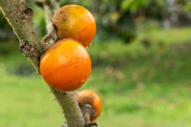 Solanum quitoense fruit on the tree - Lulo organic fruit