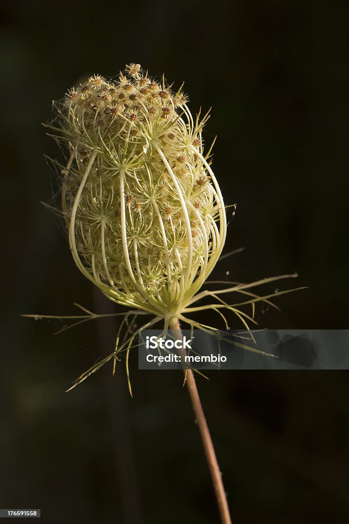 Дикая Морковь (Daucus carota) цветок - Стоковые фото Алгарви роялти-фри