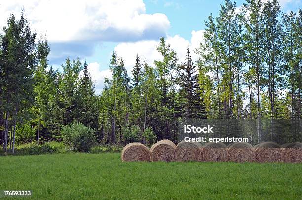 Bales На Сено В Луг — стоковые фотографии и другие картинки Без людей - Без людей, Горизонтальный, Дерево