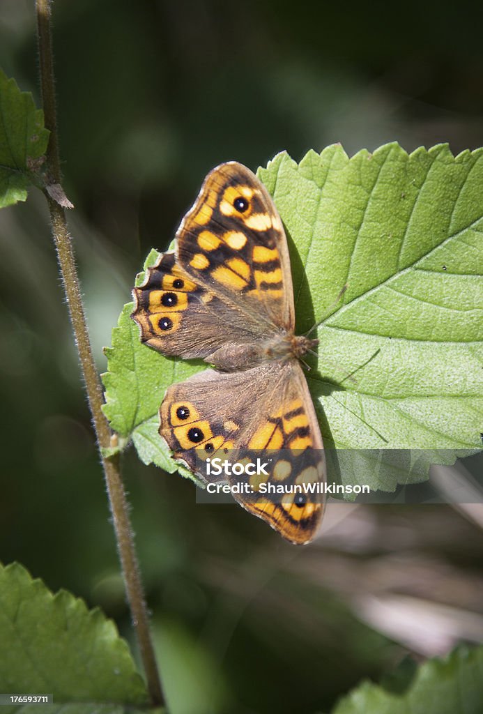 Manantial mariposa de madera - Foto de stock de Boscaje libre de derechos