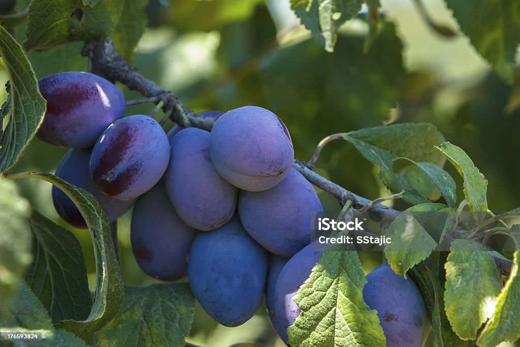 Plums on branch Purple organic plums on branch Agriculture Stock Photo