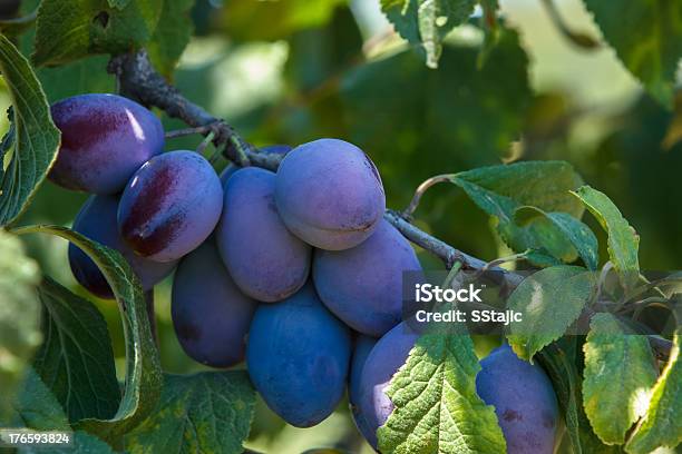 Plums On Branch Stock Photo - Download Image Now - Agriculture, Autumn, Balance