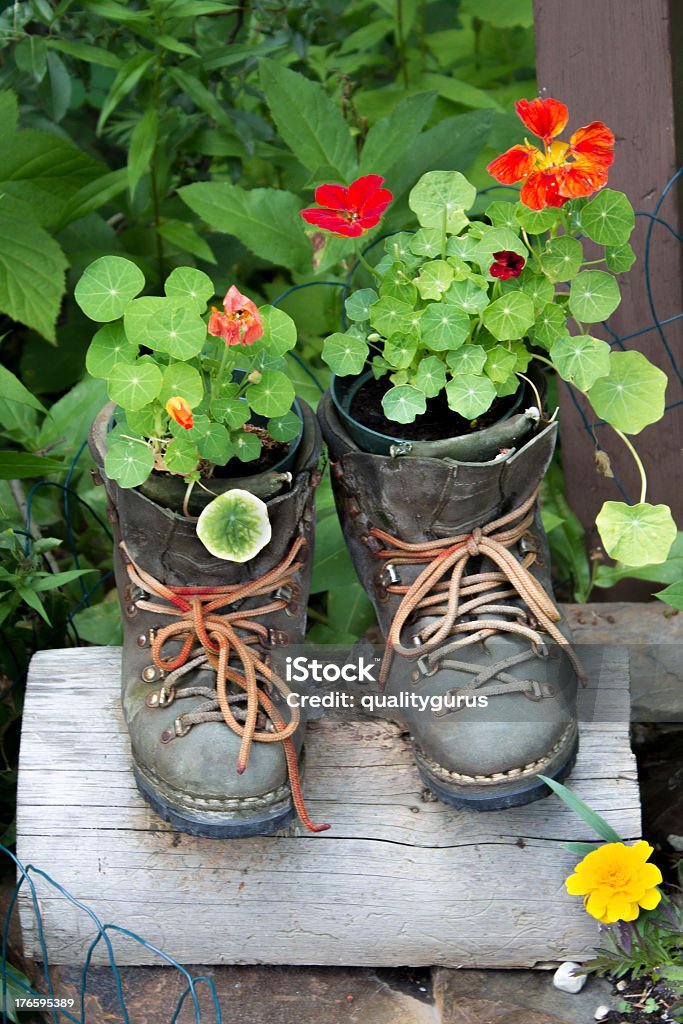A picture of a set of boots with plants Red flowers in shoe Boot Stock Photo