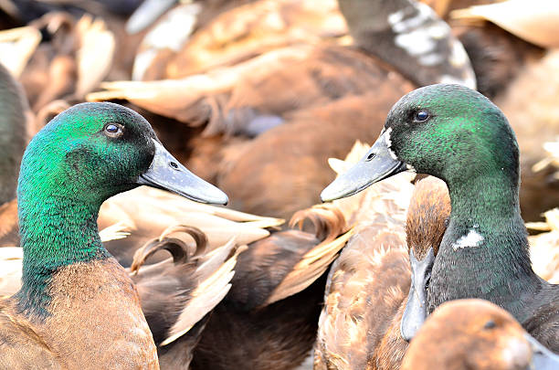 istock Males duck with green head among ducks flock 176595584