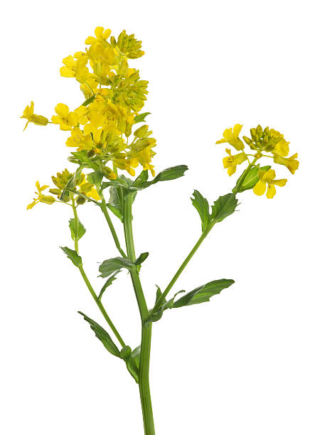 istock yellow wild mustard flowers on white 176595597