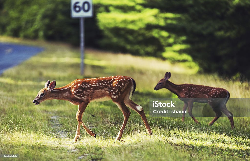 Coppia di Cerbiatto - Foto stock royalty-free di Ambientazione esterna