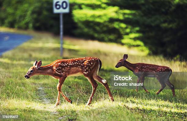 Coppia Di Cerbiatto - Fotografie stock e altre immagini di Ambientazione esterna - Ambientazione esterna, Animale, Animale selvatico