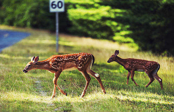istock Pair of Fawn 176595617