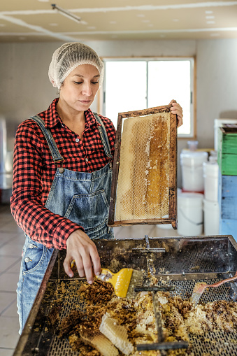 woman working on uncapping honeycombs to harvest honey