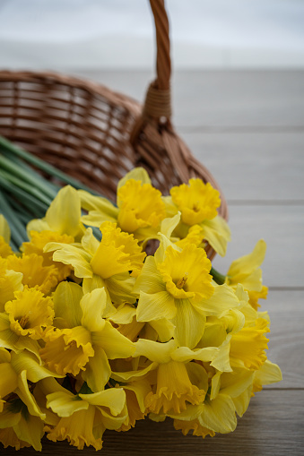 Close up of a bunch of yellow beautiful narcissus placed inside a basket  on top of a wooden table.