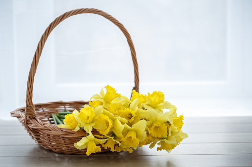 Front view of traditional basket where a bunch of beautiful yellow narcissus are arranged on a table of a bright room.