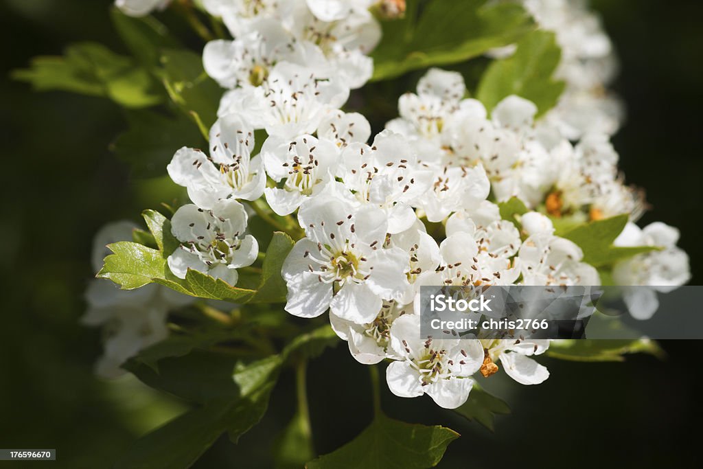 Hawthorn - Foto stock royalty-free di Albero