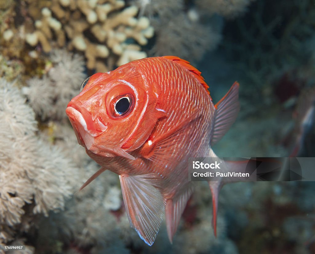 Tailspot squirrelfish on a coral reef Tailspot squirrelfish swimming underwater on a tropical coral reef Animal Stock Photo