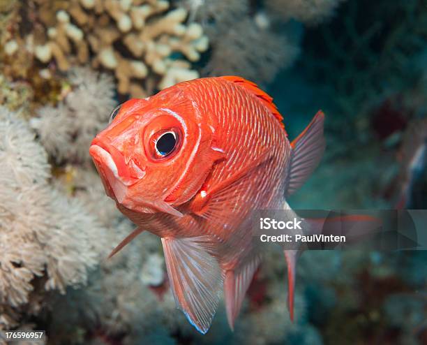 Tailspot Squirrelfish On A Coral Reef Stock Photo - Download Image Now - Animal, Animal Body Part, Animal Eye