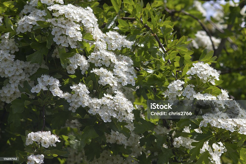 O Hawthorn - Foto de stock de Botânica - Assunto royalty-free