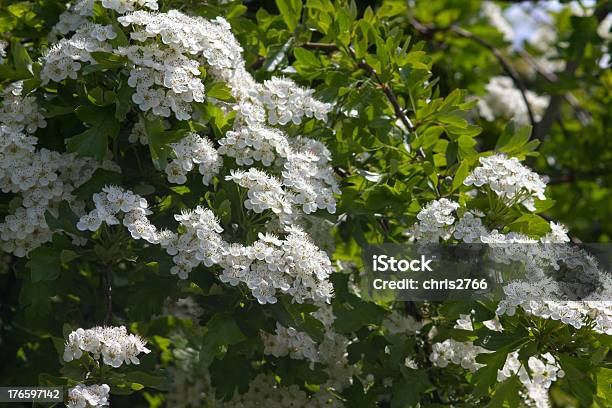 Foto de O Hawthorn e mais fotos de stock de Botânica - Assunto - Botânica - Assunto, Branco, Crescimento