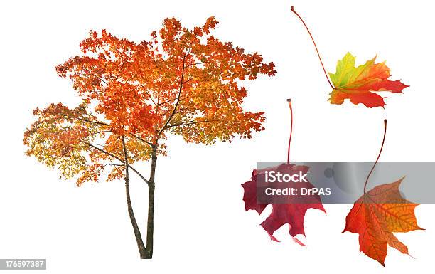 Autumn Maple Tree And Three Leaves On White Stock Photo - Download Image Now - Autumn, Branch - Plant Part, Cut Out