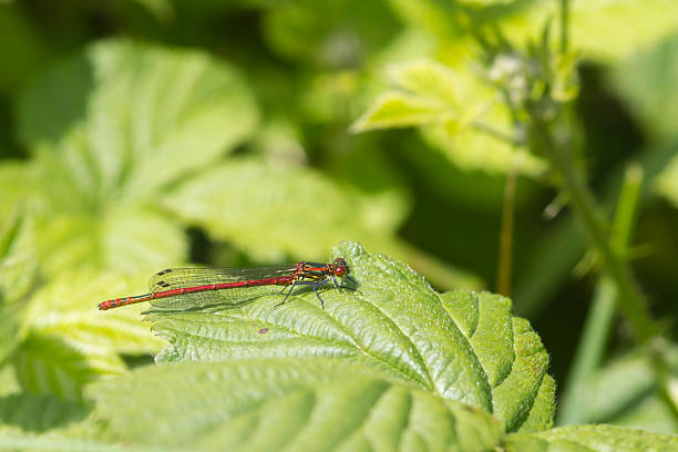 Red damselfly Red damselfly perched on a leaf closeup anthropoda stock pictures, royalty-free photos & images