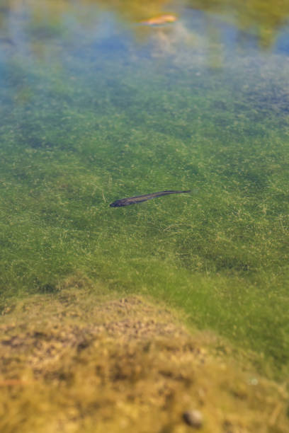 istock a small fish swimming in a pond 1765986401