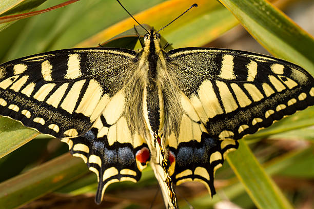 linda andorinha (papilio glaucus insetos machaon) - grand manan island - fotografias e filmes do acervo