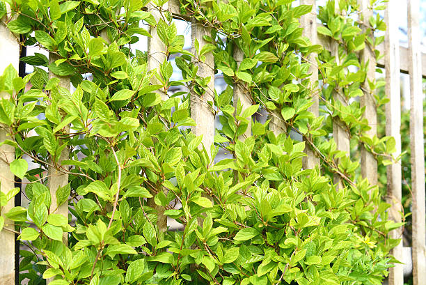 istock Climbing plants on the fence 176598939
