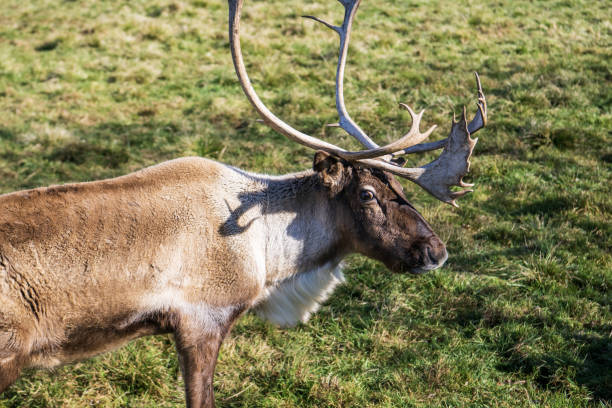 reindeer in the meadow