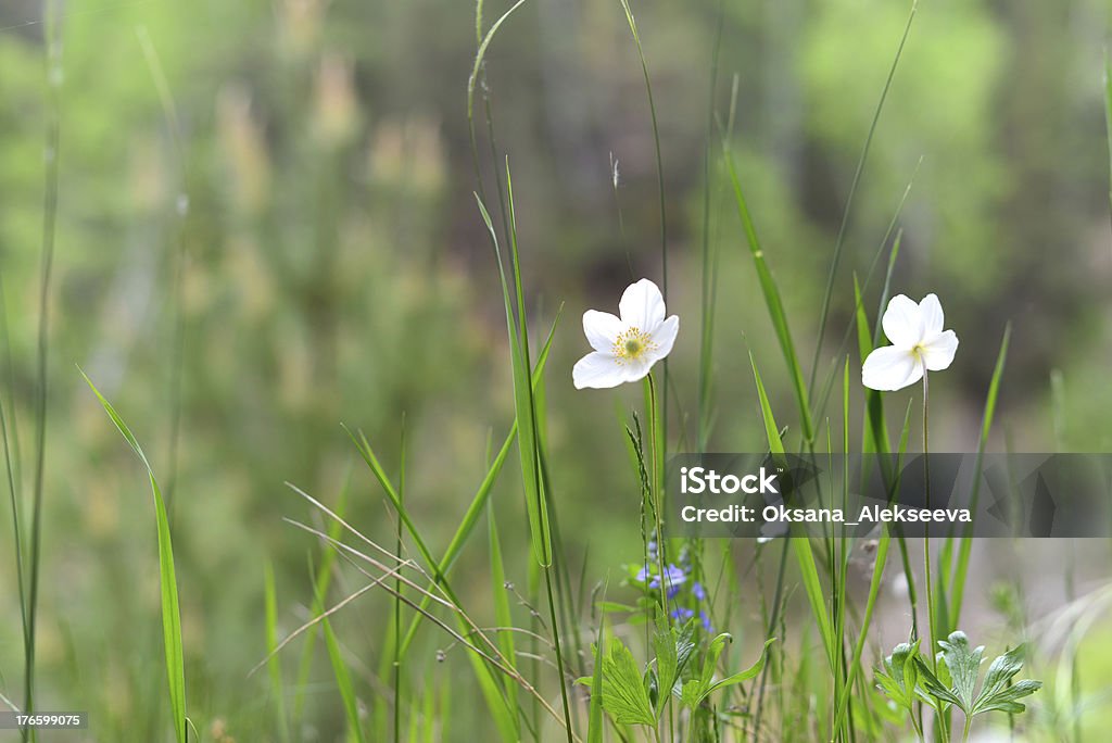 Fiori di anemone - Foto stock royalty-free di Ambientazione esterna