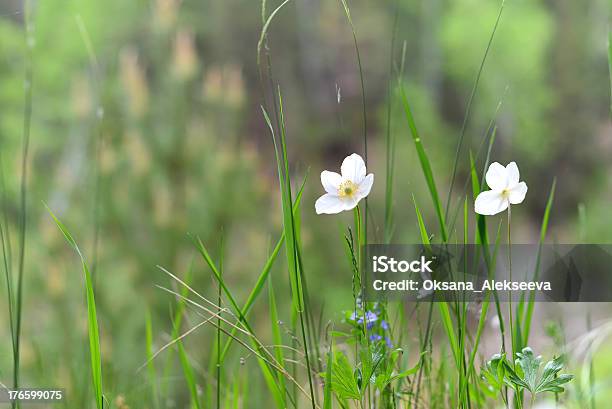 Fiori Di Anemone - Fotografie stock e altre immagini di Ambientazione esterna - Ambientazione esterna, Ampio, Botanica