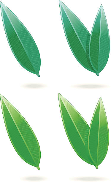 illustrations, cliparts, dessins animés et icônes de tealeafs/long leafs (2 varios). - tea leaves green tea environmental conservation ökonomisch