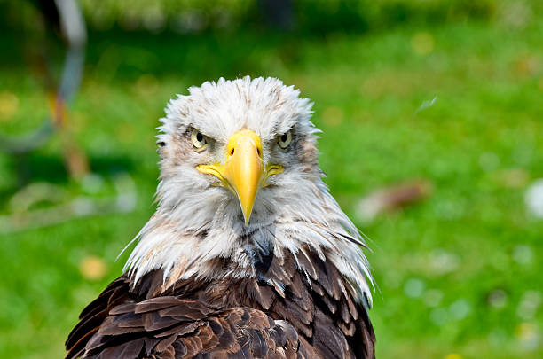 American Bald Eagle at Cabarceno, Spain.