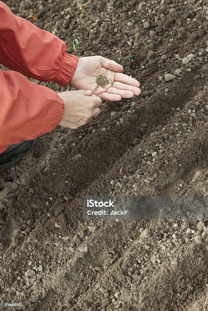 Giardiniere scrofe semi nel suolo - Foto stock royalty-free di Cipolla