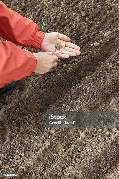 Giardiniere Scrofe Semi Nel Suolo - Fotografie stock e altre immagini di Cipolla - Cipolla, Seminare, Agricoltore