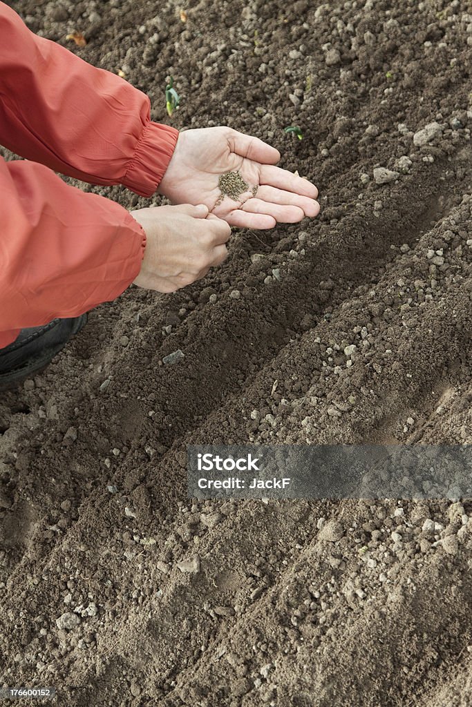 gardener  sows seeds in soil Closeup of gardener  sows seeds in soil at field Onion Stock Photo