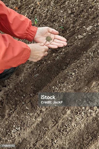 Gardener Sows Seeds In Soil Stock Photo - Download Image Now - Onion, Sowing, Agriculture